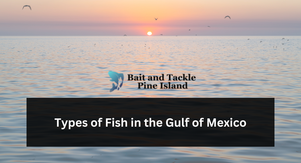Types of Fish in the Gulf of Mexico